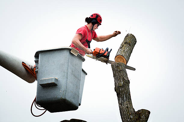 Best Storm Damage Tree Cleanup  in USA